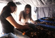 Desarrolla la UAT biofertilizantes líquidos a partir de lombricomposta